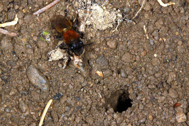 Andrena fulva - Copyright Denis Bourgeois